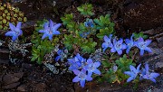 Campanula piperi - Olympic Bluebell 14-6771